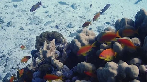 Red Sea Stock Footage 157762401