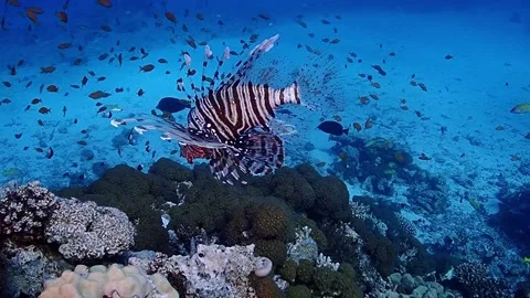 Red Sea Stock Footage 170009716