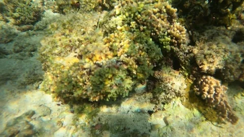 RED SEA Stock Footage 300795031