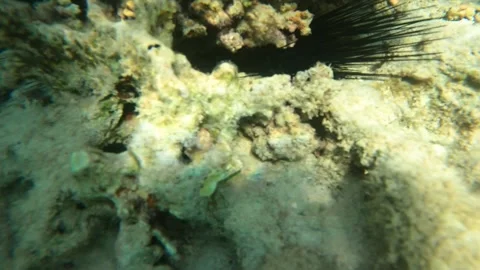 RED SEA Stock Footage 300795126