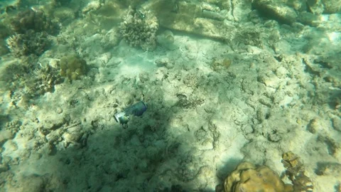 RED SEA Stock Footage 300795146