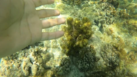 Red sea Stock Footage 300795183