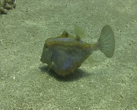 Red sea funny fish 動画素材 30069132