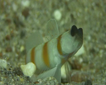 Red sea funny Video stock 30109617