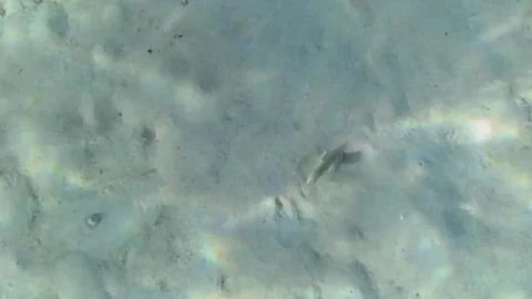Red Sea Garden Eels Mating and Rubbing Together in the Sand Vídeos de archivo 344051156