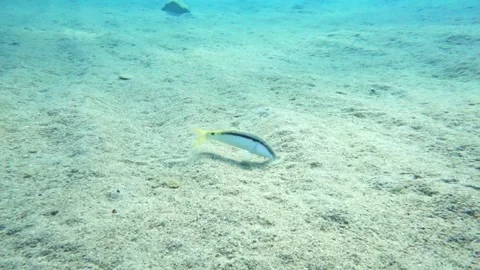 Red Sea goatfish Stock Footage 310906213