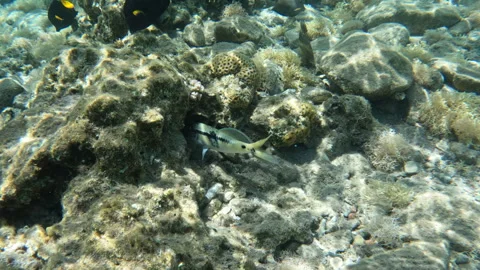 Red Sea Goatfish with Unique Pattern Seeks Food Vídeo Stock 306557162