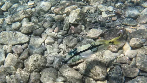 Red Sea Goatfish with Unique Pattern Stock Footage 306679210