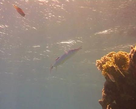 Red sea needlefish 動画素材 30138550