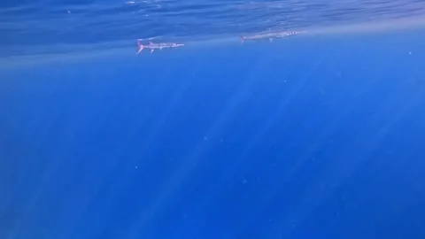 Red Sea needlefish Stock Footage 280431482