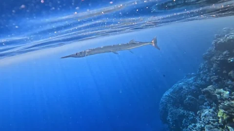 Red Sea needlefish Stock Footage 280431498