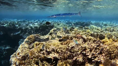 Red Sea needlefish Stock Footage 280431578