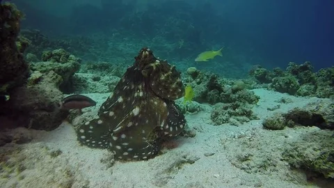 Red sea octopus egypt diving dahab Stock-Footage 71828767