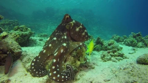 Red Sea Octopus RAW Stock-Footage 73065974
