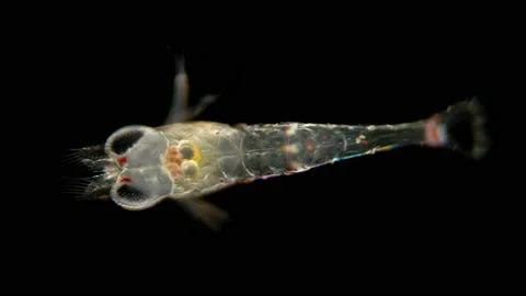 Red Sea plankton and zooplankton under a... | Stock Video | Pond5