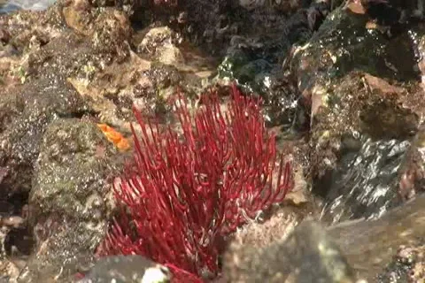 Red sea plant Stock Footage 38282545