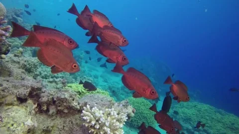Red sea red fish Stock-Footage 71900781