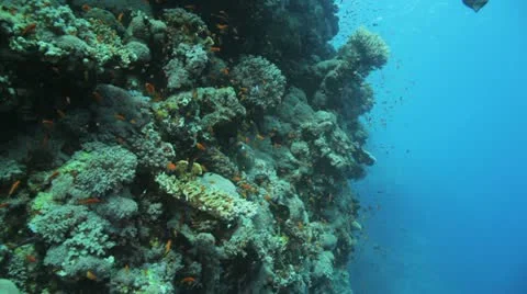 Red sea reef covered by red anthias Stock Footage 22642464