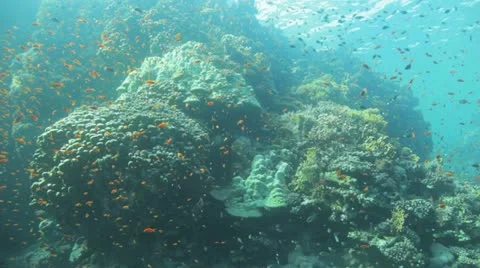 Red sea reef covered by red anthias Stock Footage 22642483