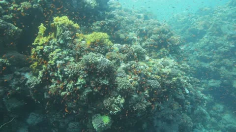 Red sea reef covered by red anthias Vídeos de archivo 22642491