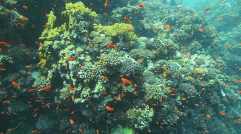 Red sea reef covered by red anthias 動画素材 22642497