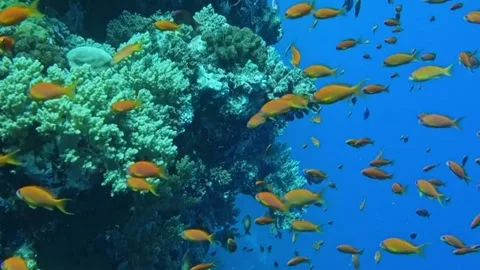 Red Sea Reef Fish Stock Footage 237284173