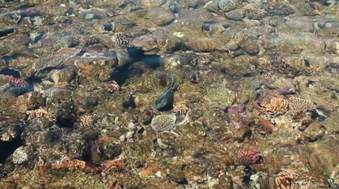 Red sea reef Video stock 7732736