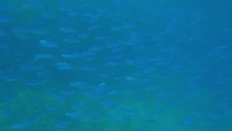 Red Sea School of Fish in Synchronized Swimming Among Coral Stock Footage 311985334