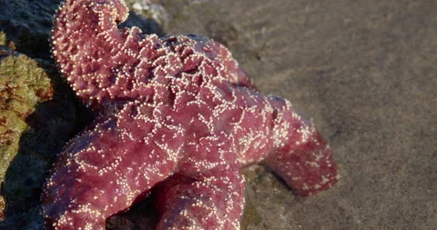 Red Sea Star 4k Stock Footage 237400282