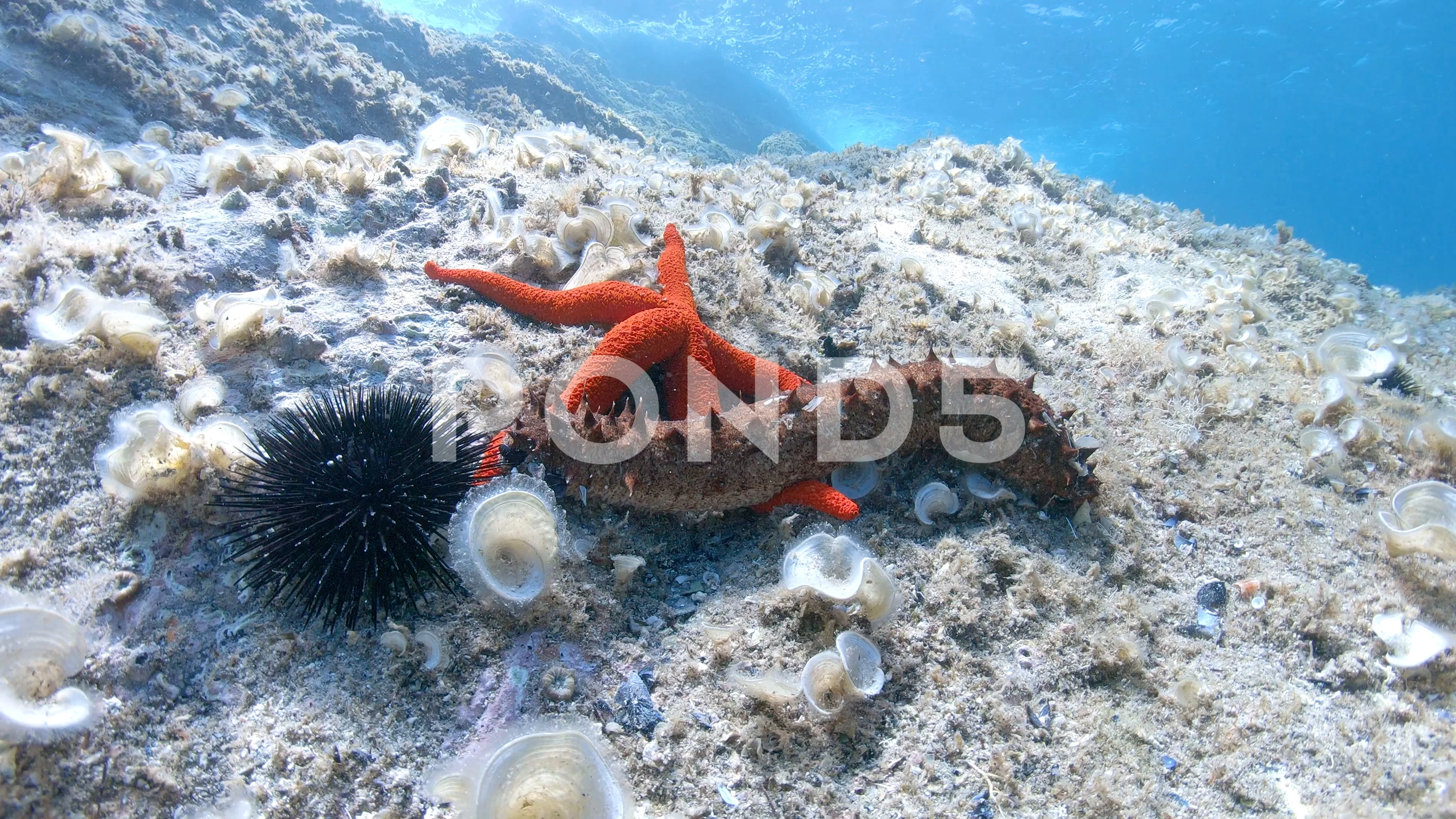 Red Sea Star On Rock Underwater Mediterranean Sea Stock Photo