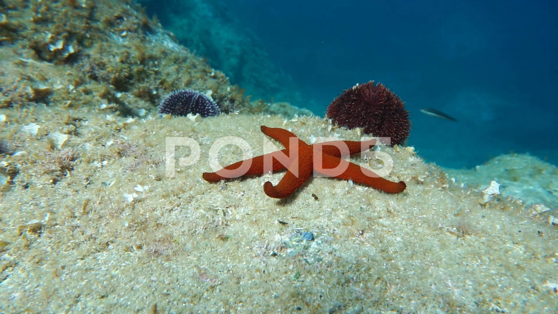 Red Sea Star On Rock Underwater Mediterranean Sea Stock Photo