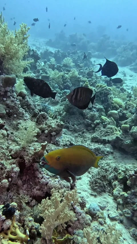 Red Sea steephead parrotfish Stock Footage 319437726
