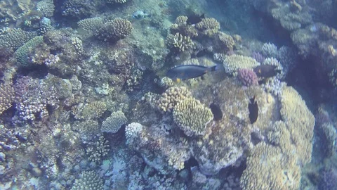 Red Sea. Under Water Stock Footage 112621804