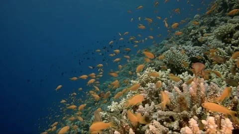 Red sea underwater large group of red fish near a coral reef Stock-Footage 138604341