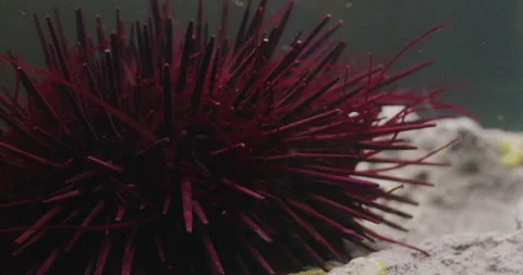 Red Sea Urchin waves its Tentacles. Stock Footage 161189072