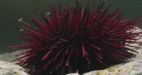 Red Sea Urchin waves its Tentacles. Stock Footage 161189551