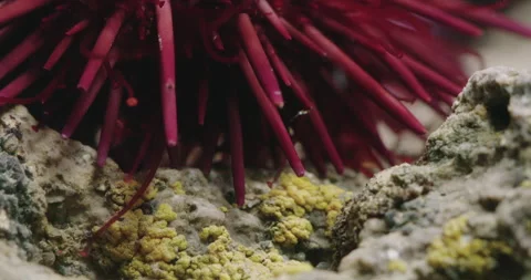 Red Sea Urchin waves its Tentacles. Stock Footage 161190183