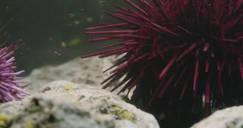 Red Sea Urchin waves its Tentacles. Stock Footage 161193241