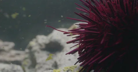 Red Sea Urchin waves its Tentacles. Stock Footage 161194706
