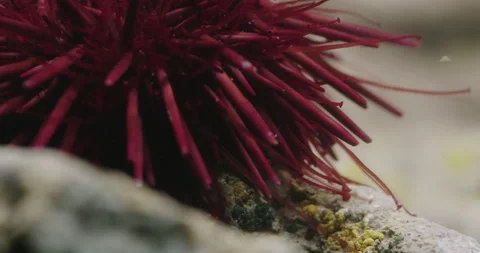 Red Sea Urchin waves its Tentacles. Stock Footage 161274789