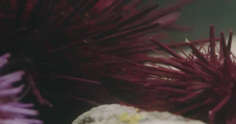 Red Sea Urchin waves its Tentacles Stock Footage 161279212