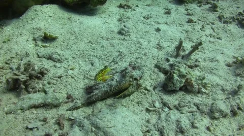 Red sea walkman Stock Footage 52115873