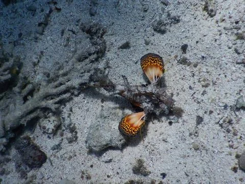 Red Sea Walkman Stock Photos