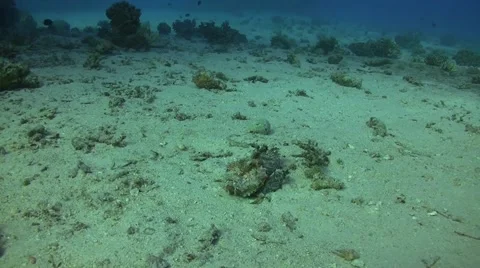 Red Sea walkman - Spiny devilfish Video stock 58192207