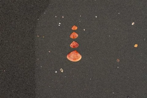 Red seashell fragments arranged in gradient size alignment on black volcani.. Stock-Fotos