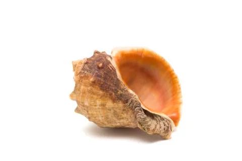 Red seashell on white background Foto stock