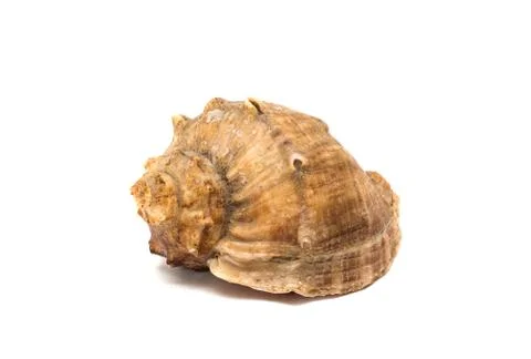 Red seashell on white background Stock Photos