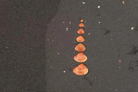 Red seashells arranged in perfect gradient formation on black volcanic sand.. Stock Photos