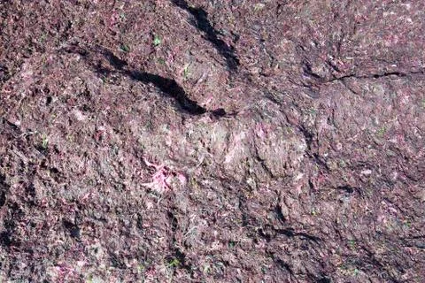 Red seaweed on beach Stock-Fotos