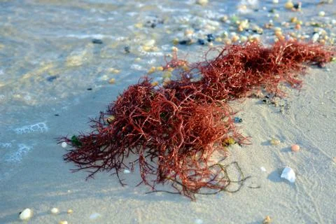 Red Seaweed on the Beach Stock Photos